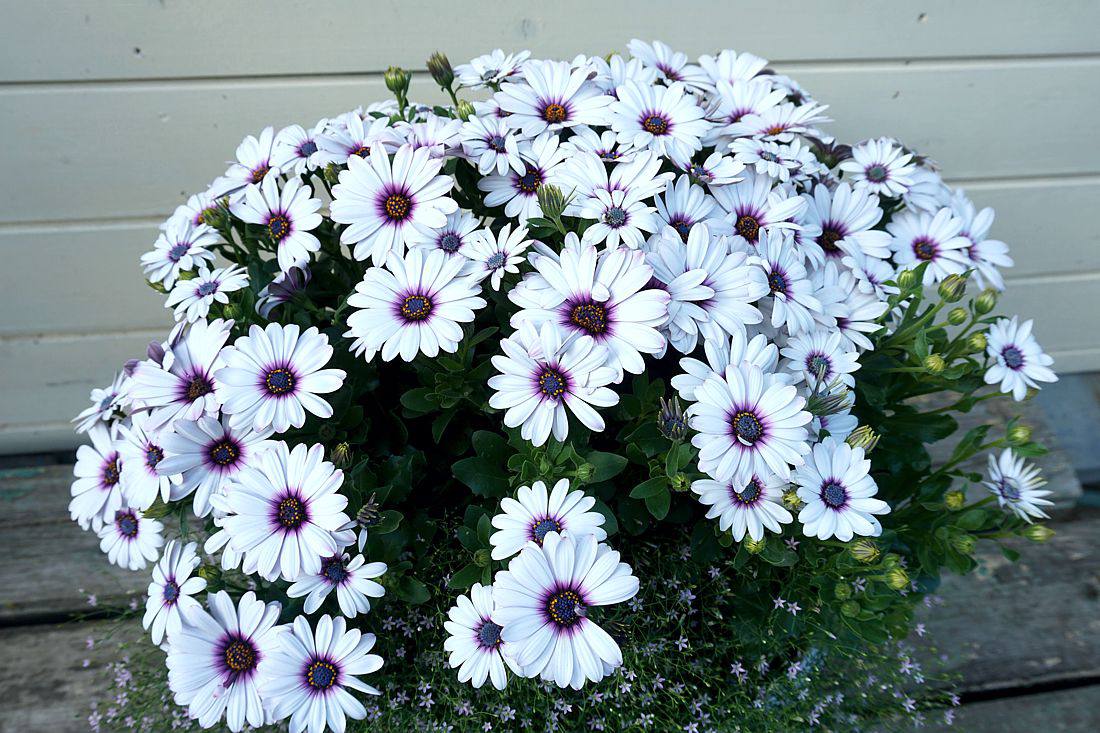 Osteospermum — фото