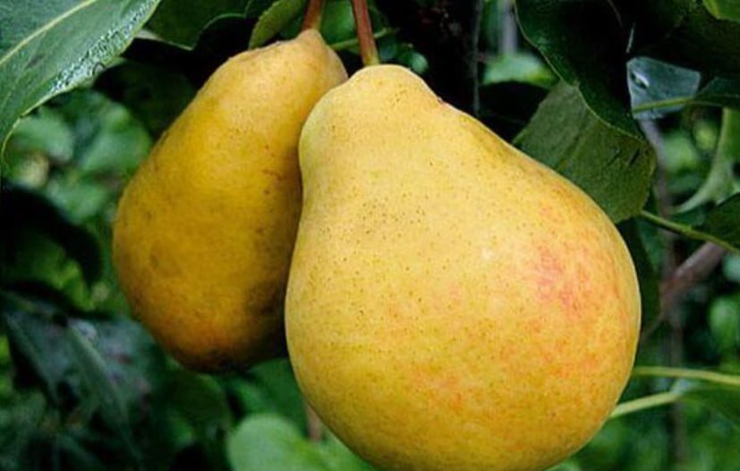 Pear 'Forest Beauty' — фото
