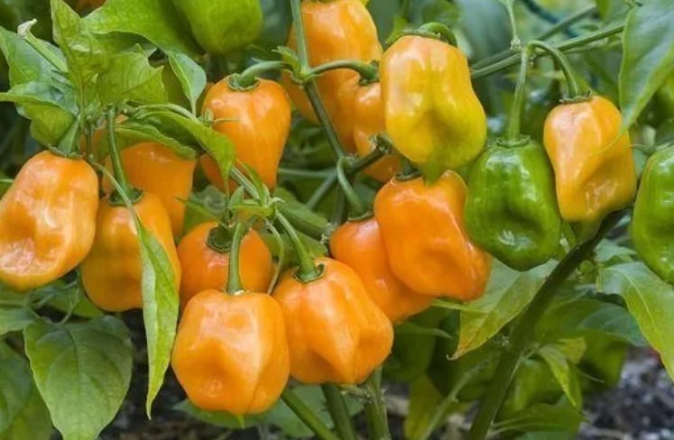 Habanero Orange Pepper — фото