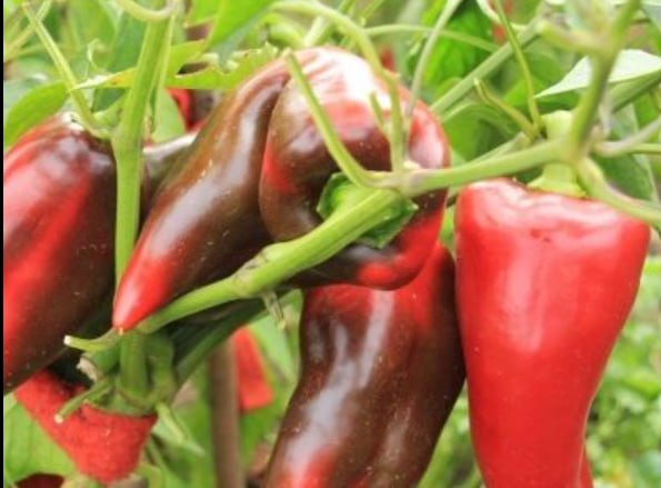 Sweet Pepper Bull's Ear — фото