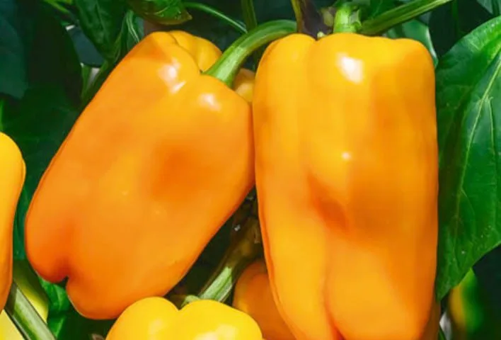 Sweet Pepper 'Vasya Vasilek F1' — фото