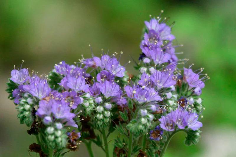 Phacelia — фото
