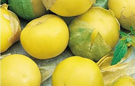 Cape Gooseberry — фото