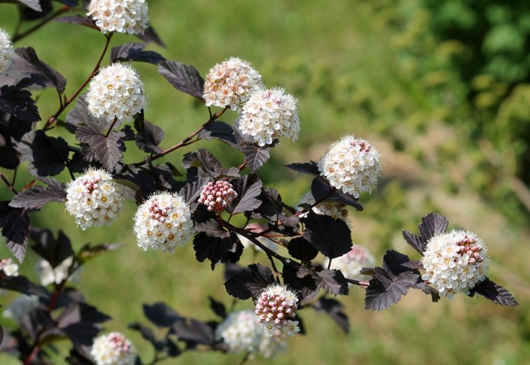 Ninebark — фото