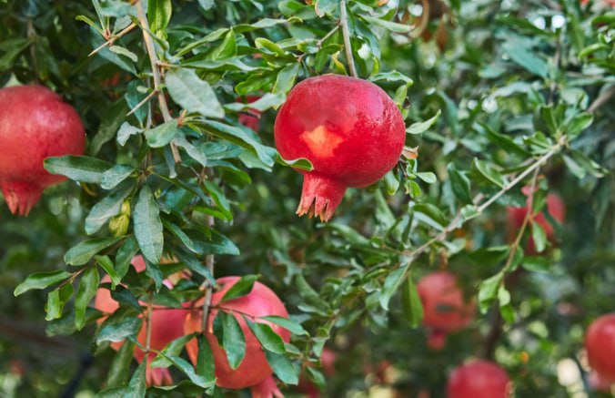 Pomegranate — фото