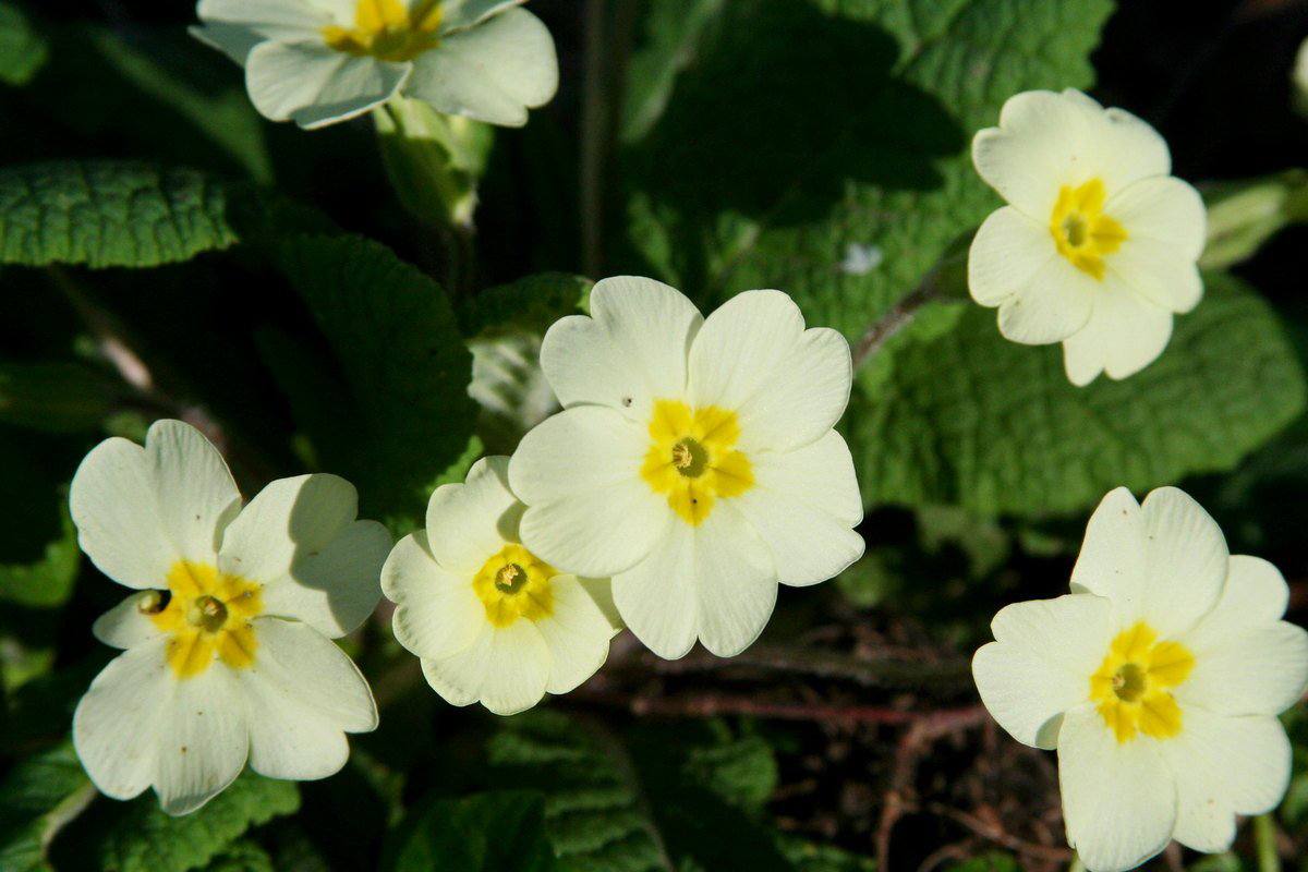 Primrose — фото
