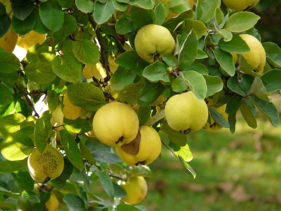 Common Quince — фото