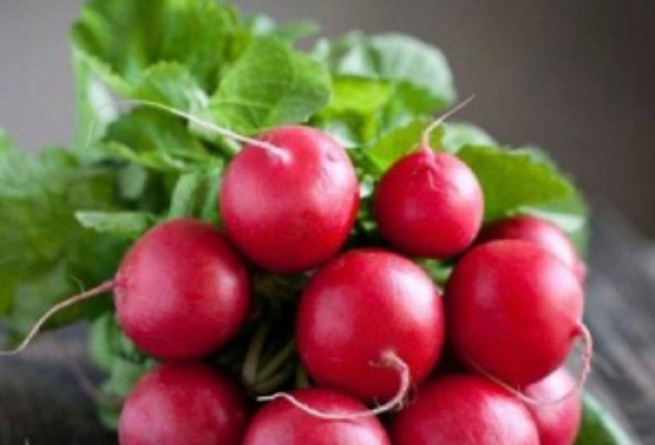 Radish Zhara — фото