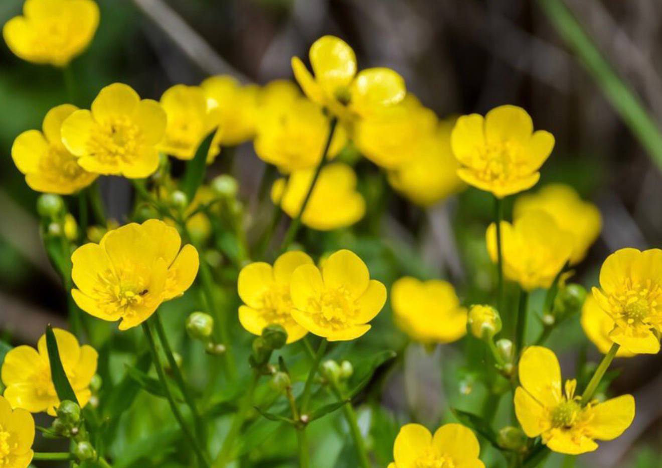 Meadow Buttercup — фото