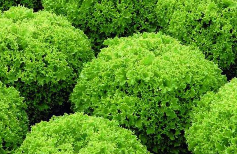 Lettuce Locarno — фото