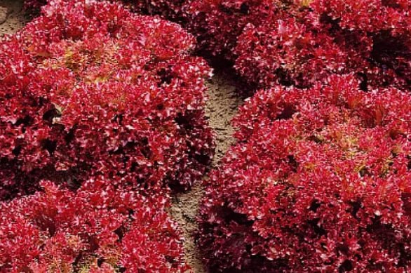 Lettuce 'Rozan' — фото