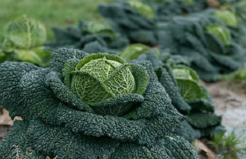 Savoy Cabbage — фото