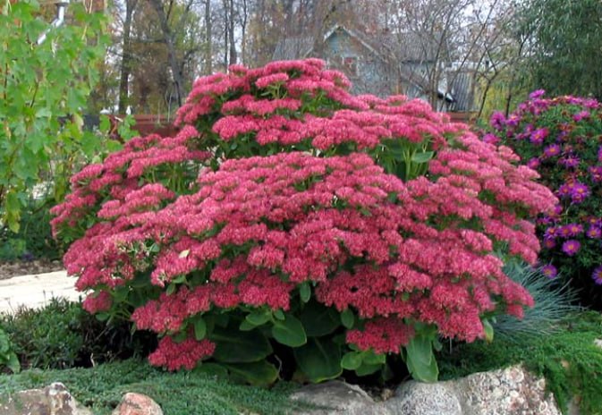 Sedum (Stonecrop) — фото
