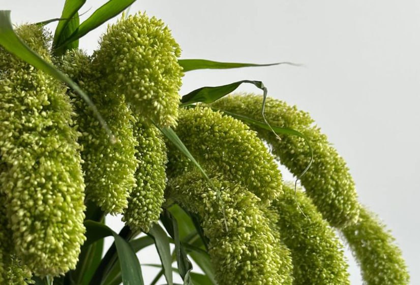 Italian Millet, Foxtail Millet — фото