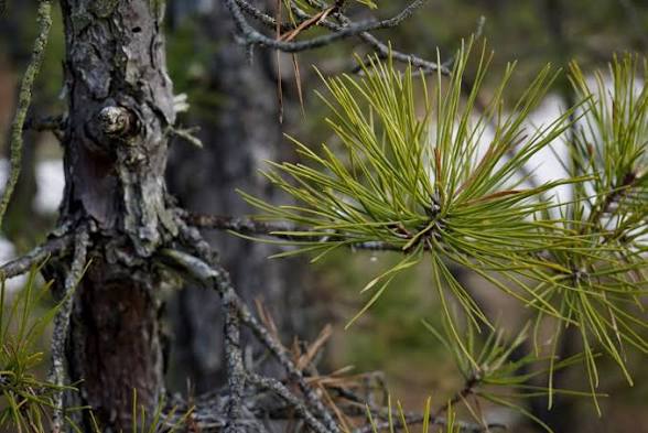 Pine — фото