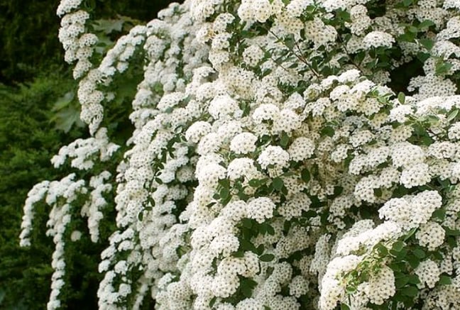 Spiraea — фото