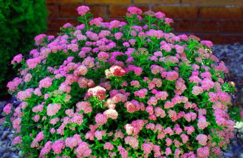 Spiraea japonica 'Little Princess' — фото