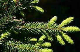 Norway Spruce — фото
