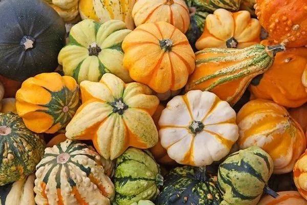 Ornamental gourd — фото