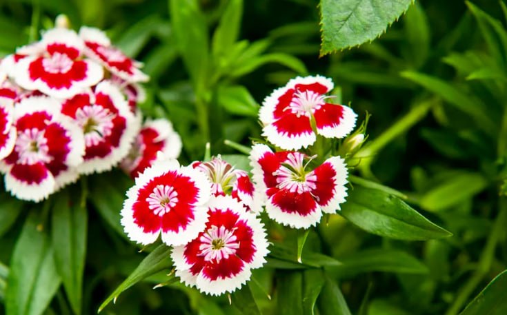 Sweet William — фото