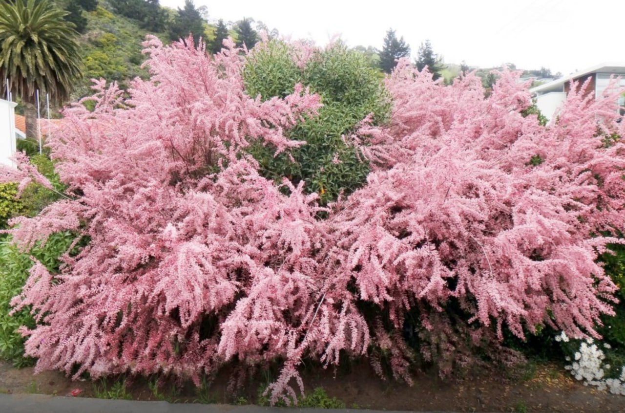 Tamarisk — фото