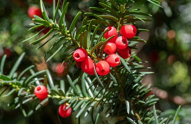 Common Yew — фото