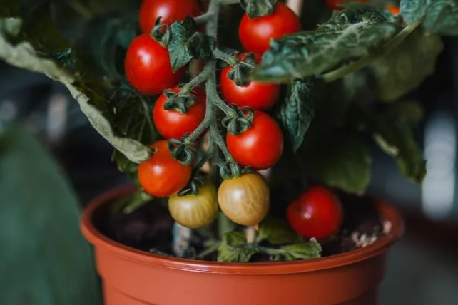 Red Pot Tomato — фото