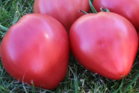Tomato Babushkin Gostinets — фото