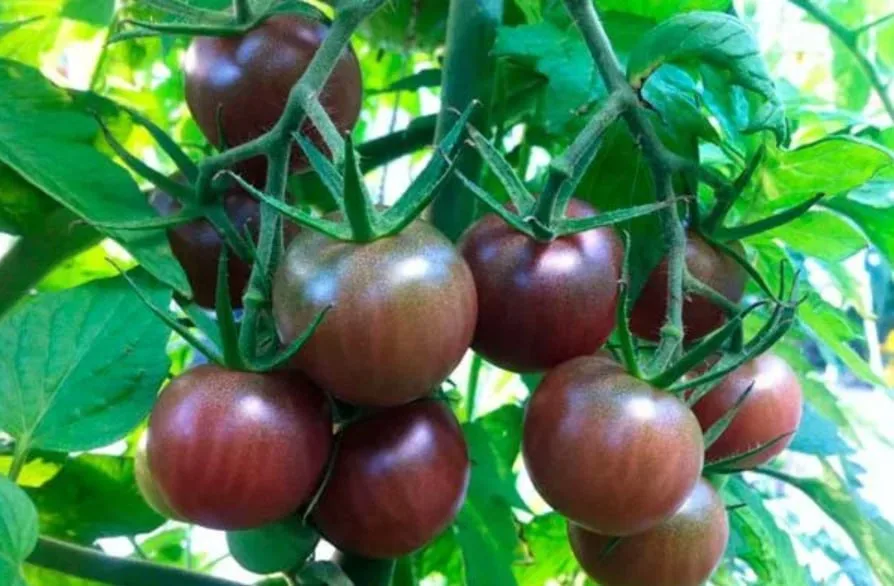 Tomato 'Black Chocolate' — фото
