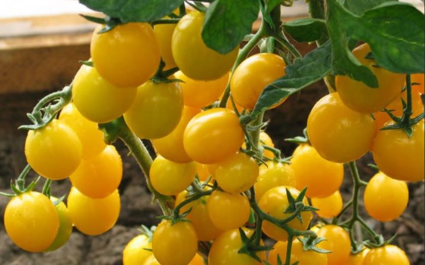 Tomato Caramel — фото