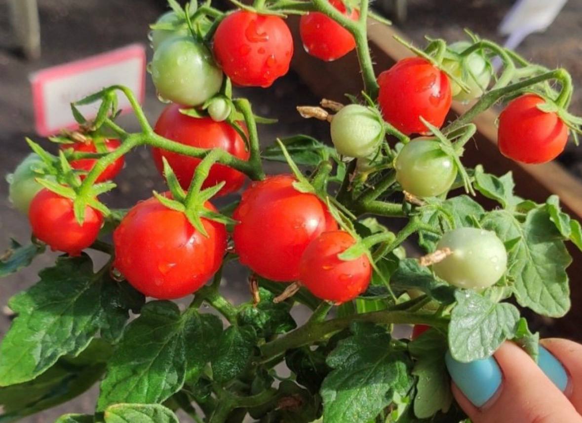 Cherry Tomato Balcony 'Sweet Berry' — фото