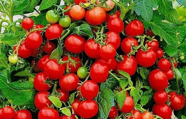 Cherry Tomato 'Pinocchio' — фото