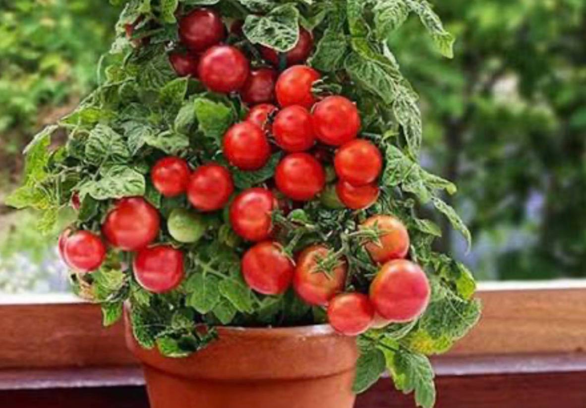 Cherry Tomato 'Red Cap' — фото