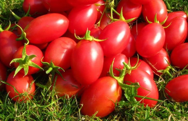Tomato Chio Chio San — фото