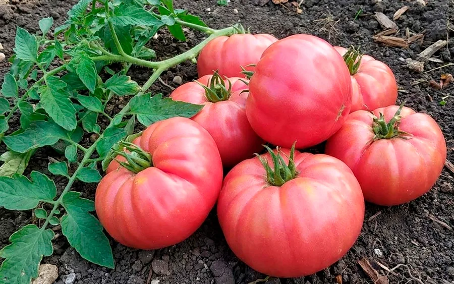 Tomato Iogen — фото