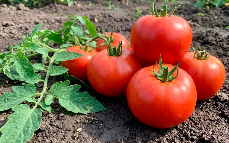 Tomato Kastalia F1 — фото