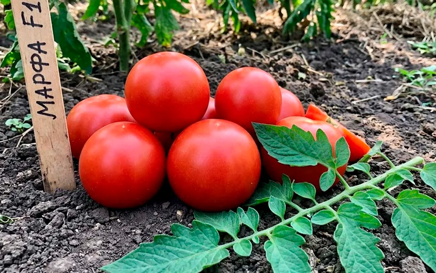 Tomato Marfa F1 — фото