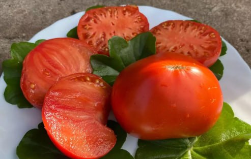 Tomato Mau Fei — фото
