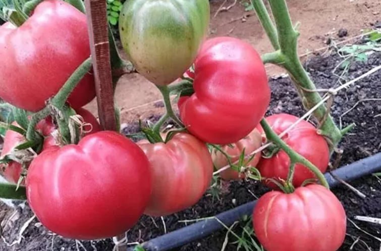 Tomato 'Bear Paw' — фото