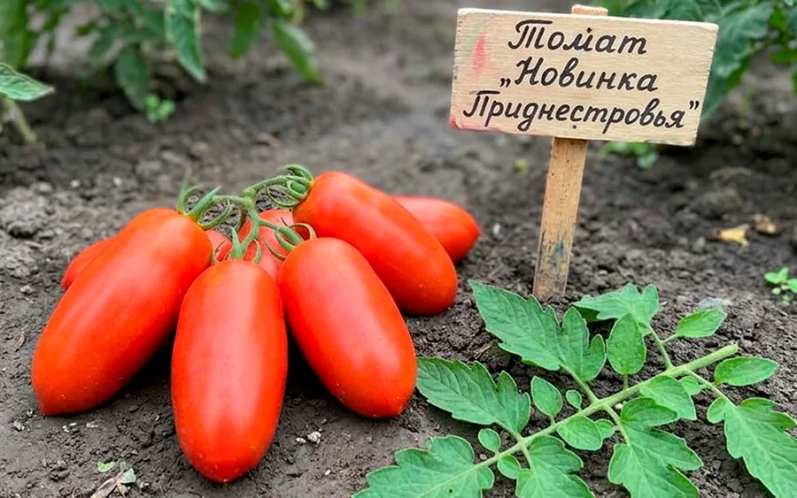 Tomato Novinka Pridnestrovya — фото