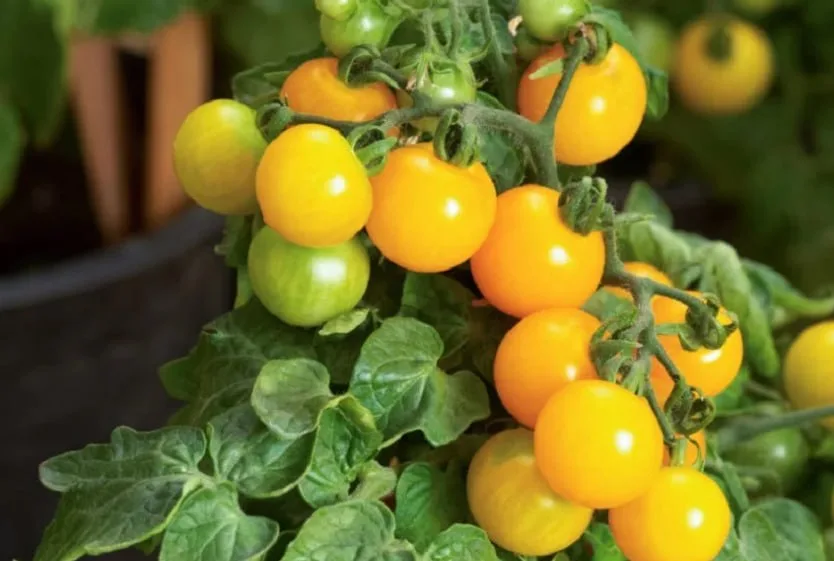 Yellow Pot Tomato — фото