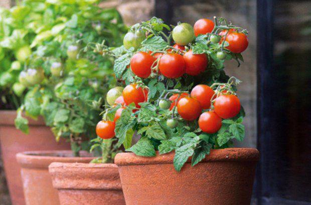 Tomato Button — фото