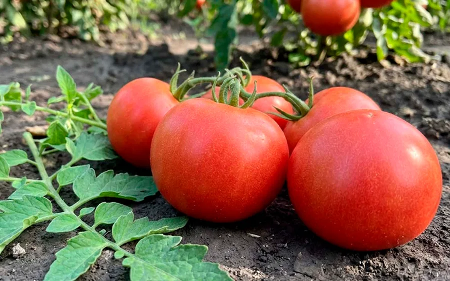 Tomato Ranniy 83 — фото
