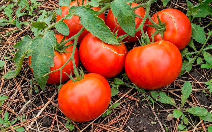 Tomato Sibirskiy Skorospelyy — фото