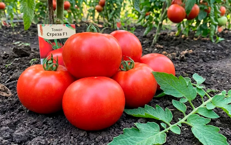 Tomato Streza F1 — фото