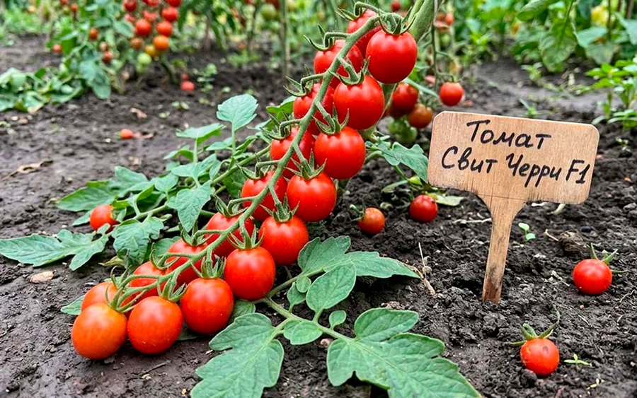 Tomato Sweet Cherry F1 — фото