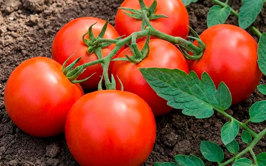 Tomato Viktorina — фото