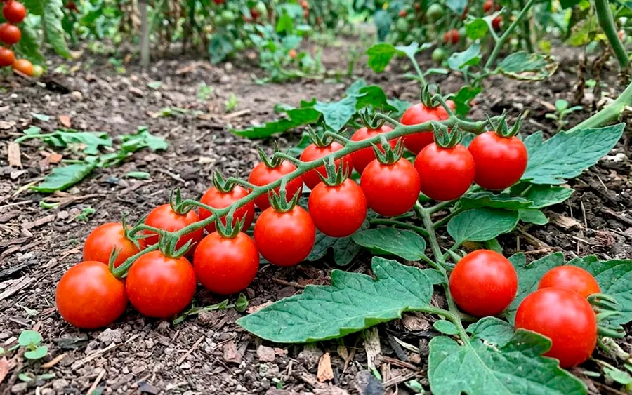 Tomato Vishnya Krasnaya — фото