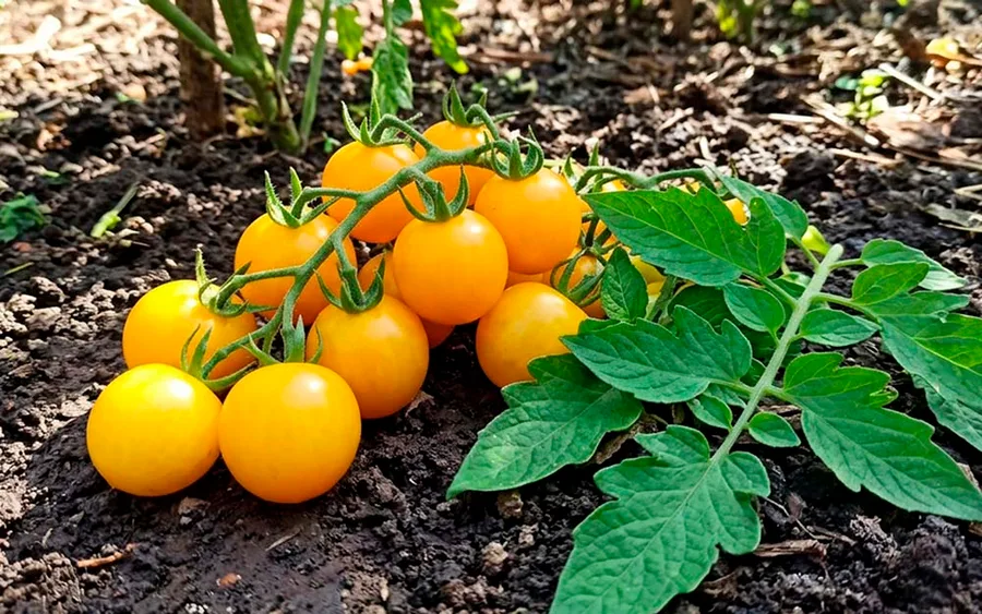 Tomato Vishnya Zheltaya — фото