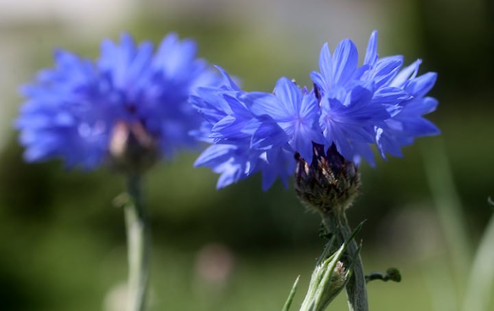 Cornflower — фото